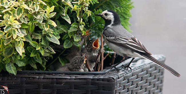 Bachstelze beim Füttern der Jungen