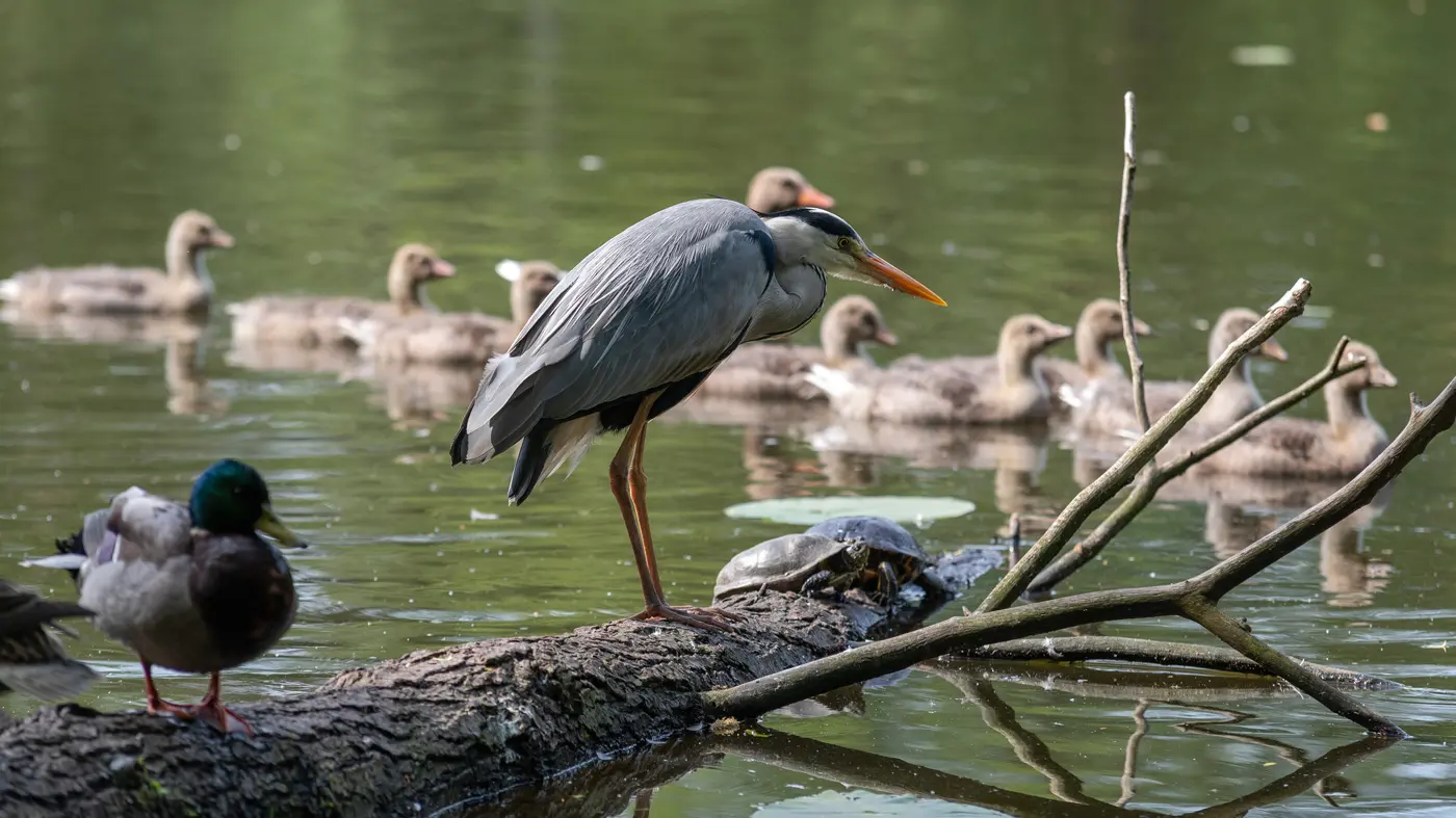 Graureiher auf der Jagd